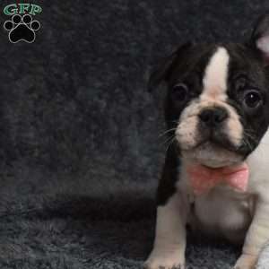 Twilight, French Bulldog Mix Puppy